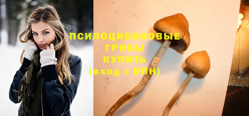 Псилоцибиновые грибы MAGIC MUSHROOMS  Тулун 